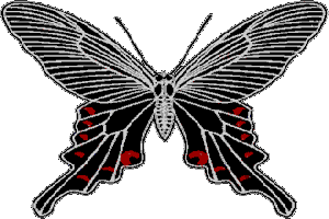 The Black Butterfly